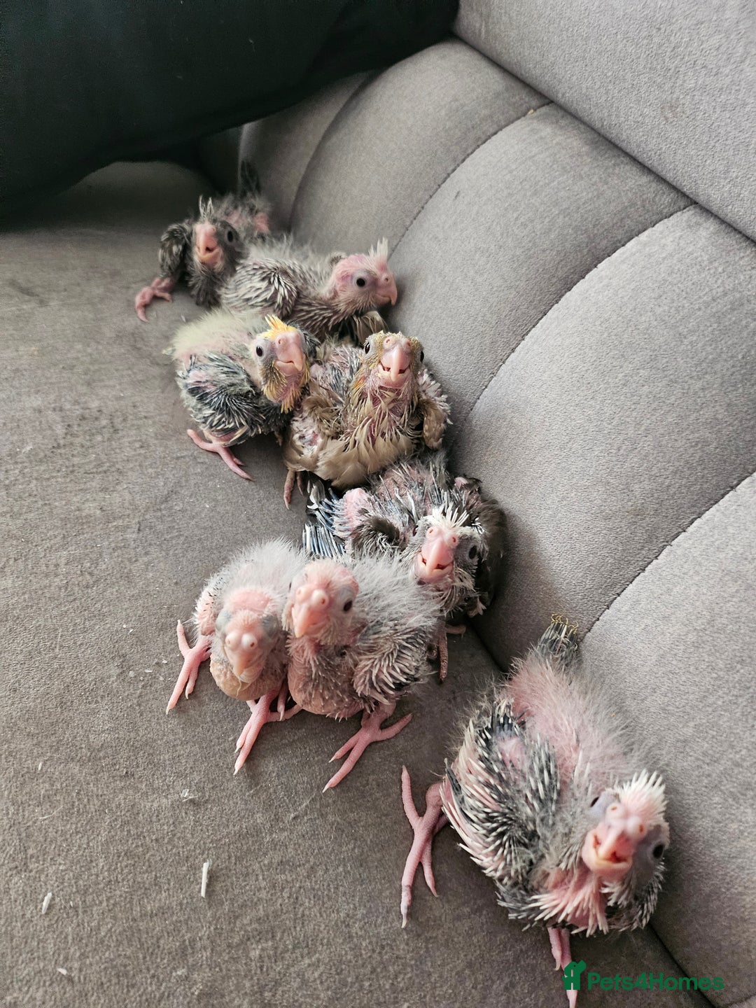 Cockatiels birds for sale: Hand tame cockatiel chicks  - Image 10