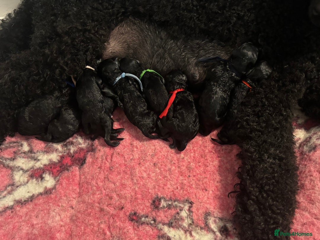 Standard Poodle dogs for sale: Show quality standard poodles  - Image 3
