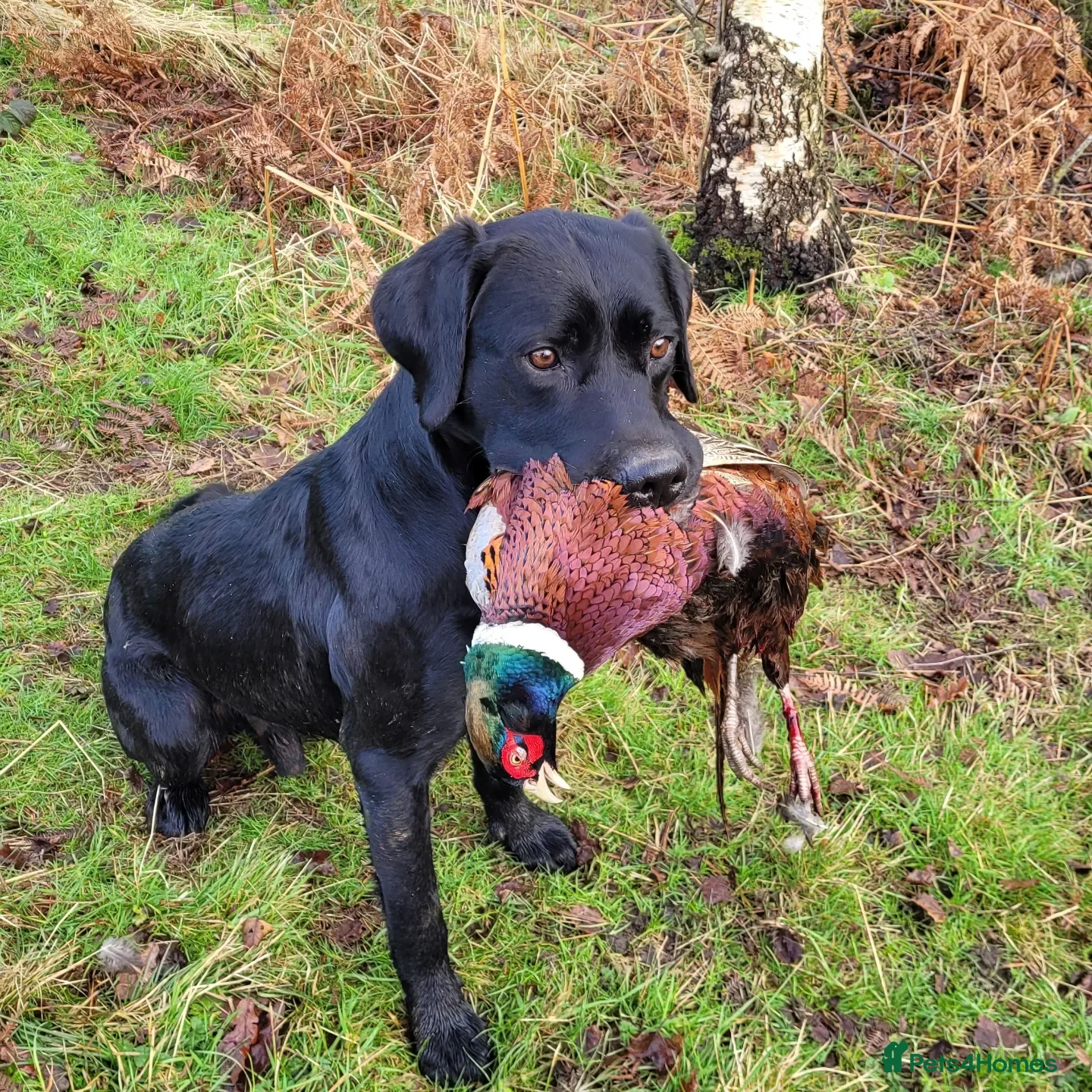 Labrador Retriever dogs for stud: * At Stud KC Health tested Labrador* - Advert 2