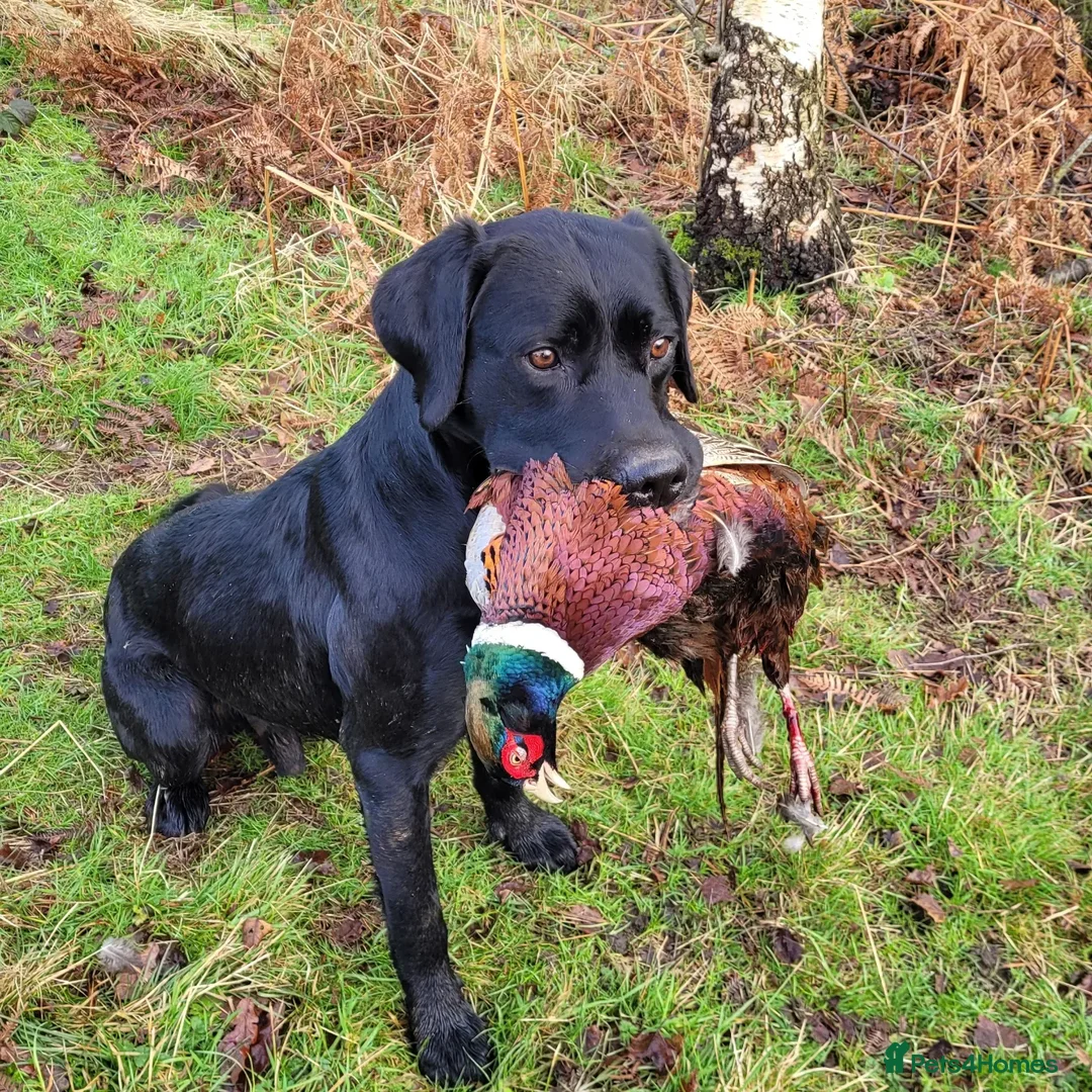 Labrador Retriever dogs for stud: * At Stud KC Health tested Labrador* in Malton - Advert 13