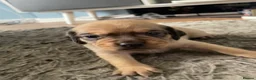 Mixed Breed dogs for sale: Dachshund x pug in Bathgate - Advert 13