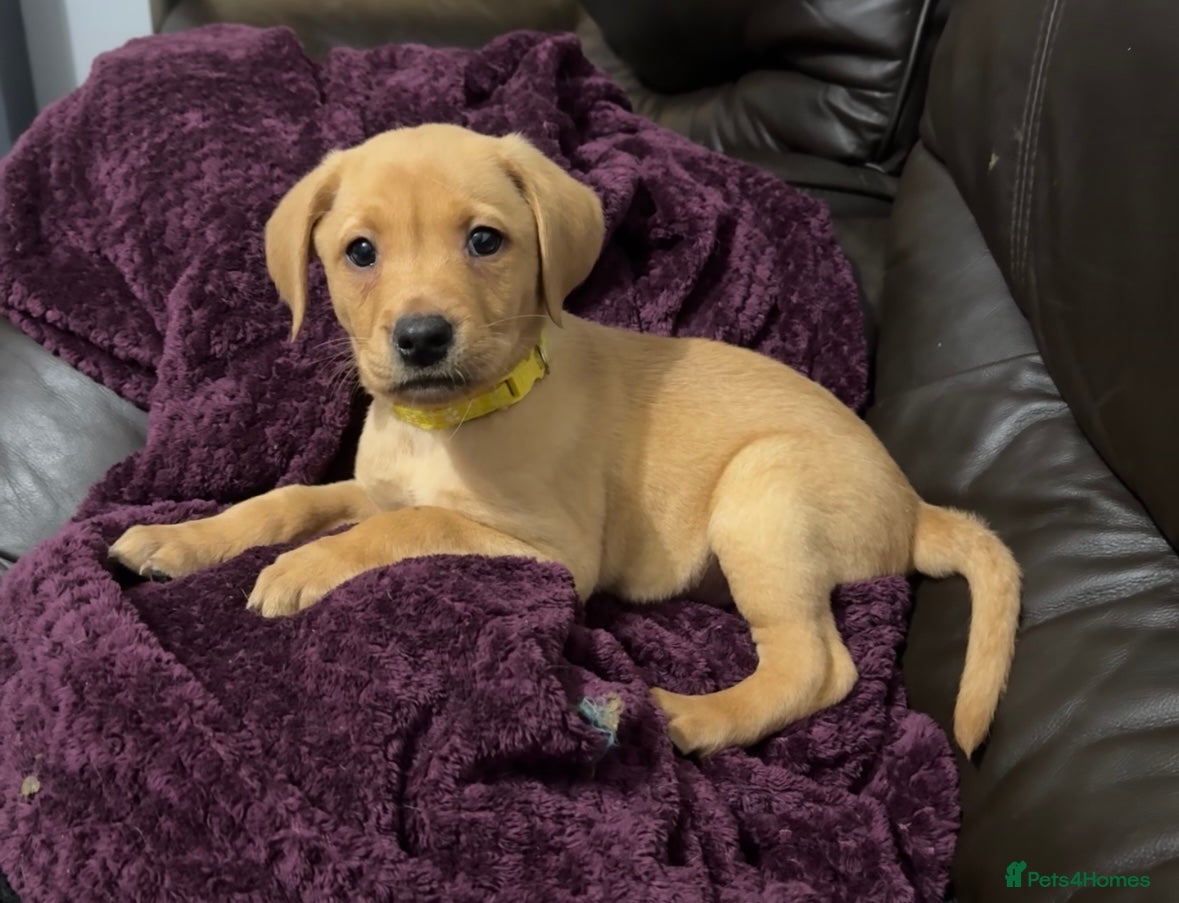 Labrador Retriever dogs Fox Red Pups - Ready to go - Advert 3