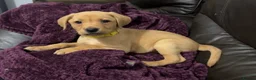 Labrador Retriever dogs for sale: Fox Red Pups - Ready to go in Richmond - Advert 1