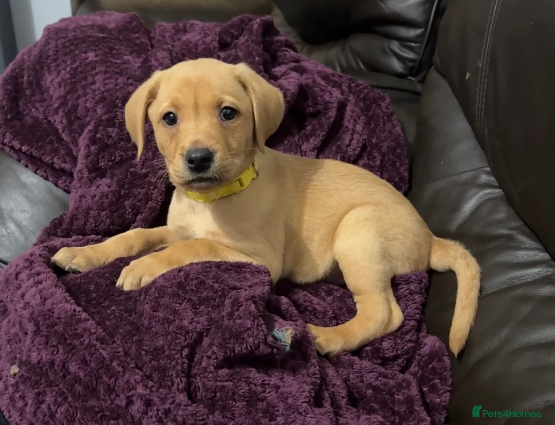 Labrador Retriever dogs for sale: Fox Red Pups - Ready to go in Richmond - Advert 1