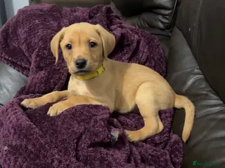 Labrador Retriever dogs Fox Red Pups - Ready to go - Advert 1