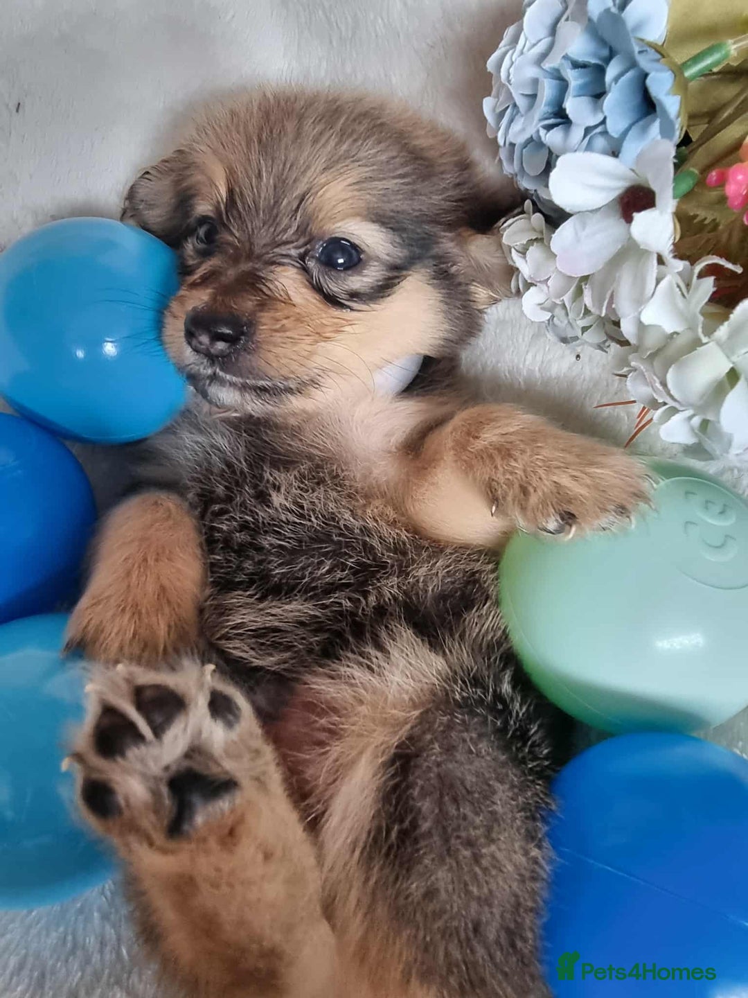 Mixed Breed dogs for sale: Miniature Dachshund x Pomeranian Puppies - Image 1