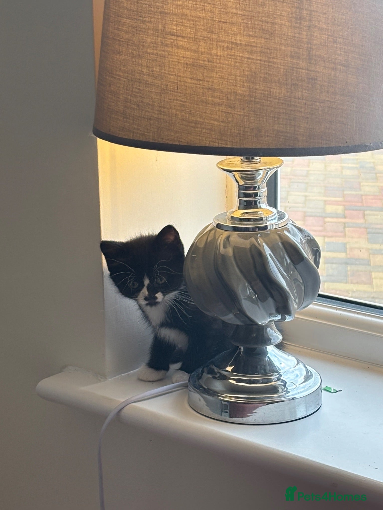 Mixed Breed cats 7 kittens black and black and white half BSH  - Advert 1