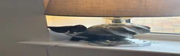 Mixed Breed cats for sale: 7 kittens black and black and white half BSH  - Advert 1