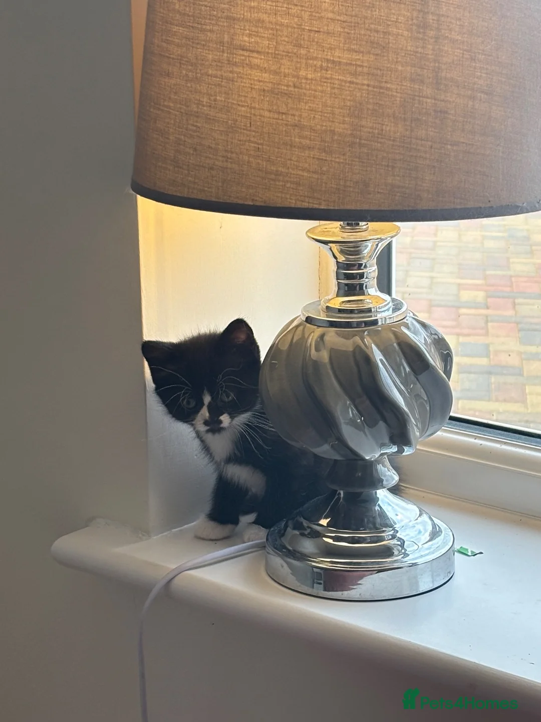 Mixed Breed cats for sale: 7 kittens black and black and white half BSH  - Advert 1