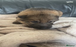 German Shepherd dogs for sale: German shepherd pups - Image 3