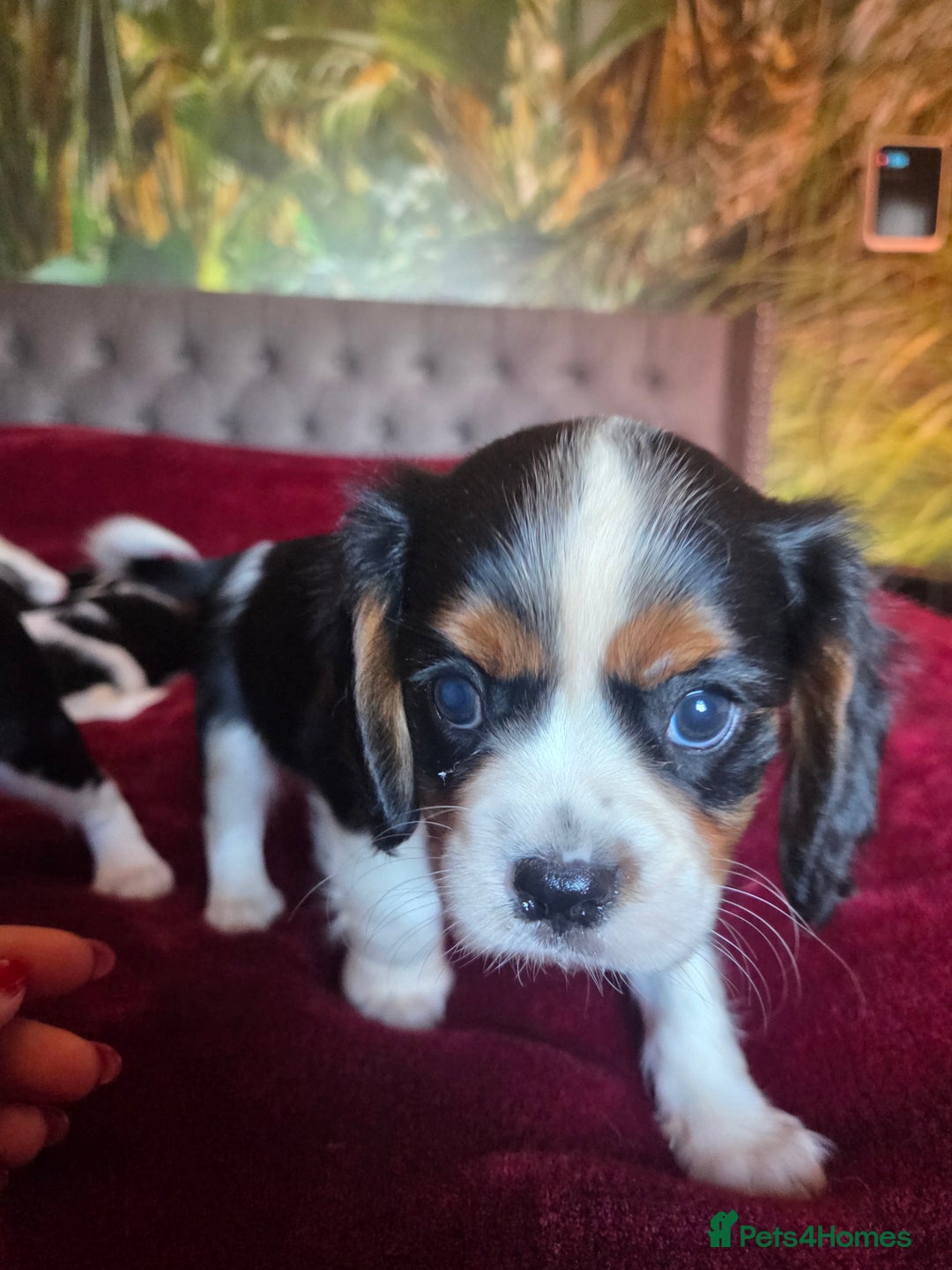 Cavalier King Charles Spaniel dogs for sale: Cavalier King Charles Spaniel Puppies Available - Advert 7