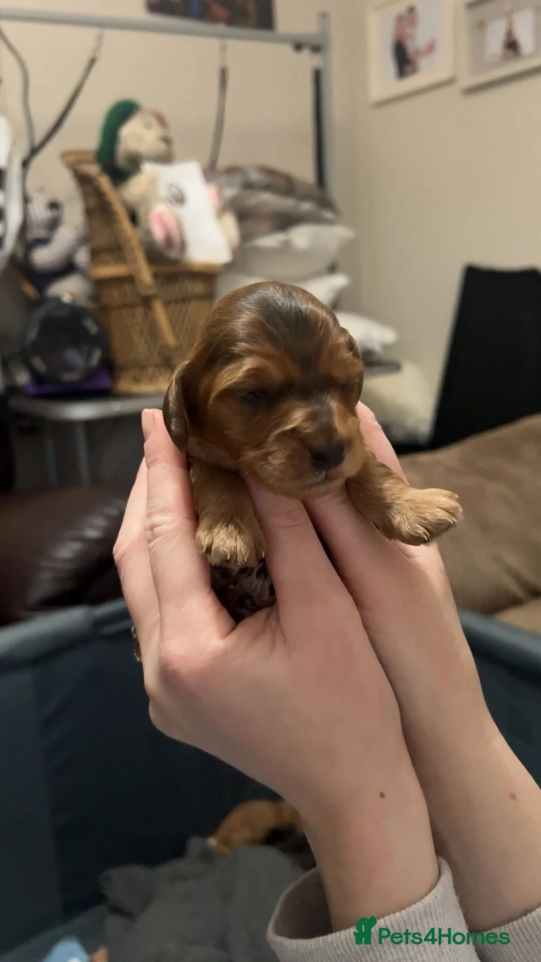 Cockapoo dogs for sale: Beautiful cockapoo puppies - Advert 16