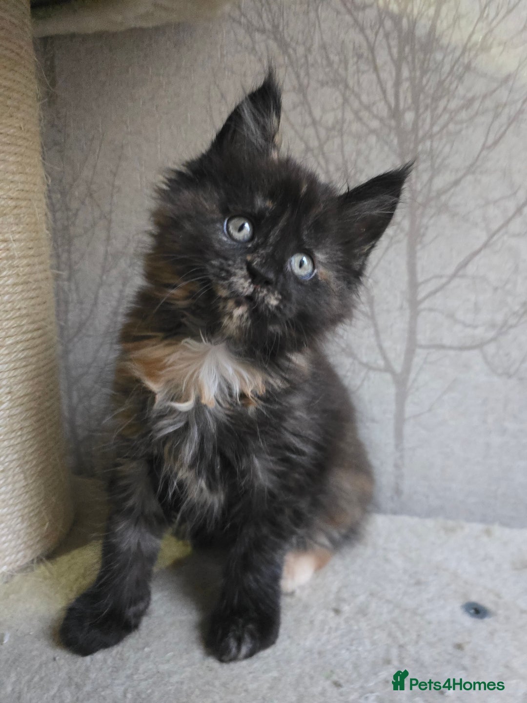 Maine Coon cats for sale: Amazing Large Purebred Maine Coon Kittens - Advert 4