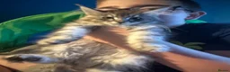 Maine Coon cats for sale: READY NOW Maine Coon Smoke/Silver kittens  - Advert 11