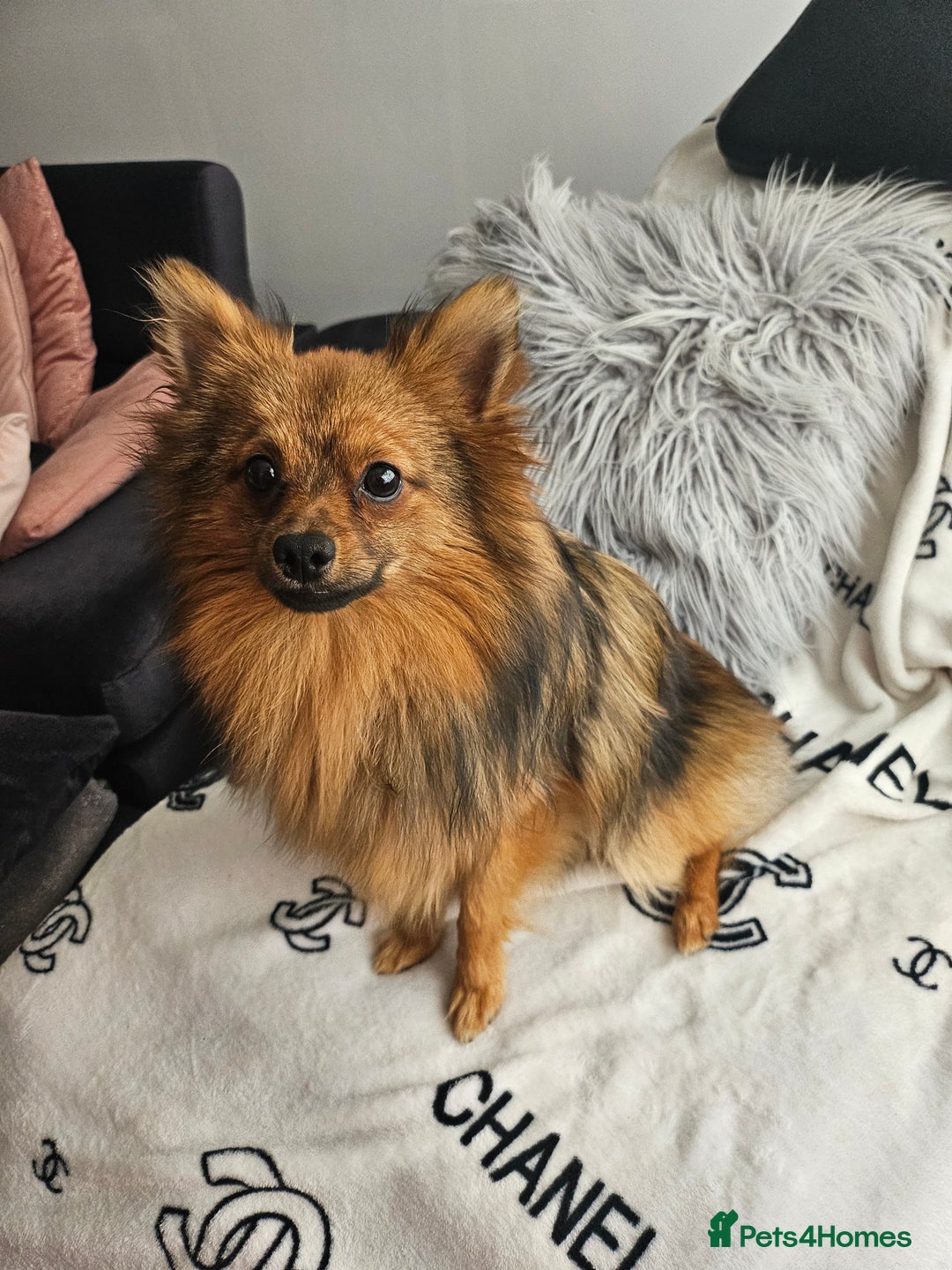 Pomeranian dogs for stud: Prince pomeranian  - Image 5