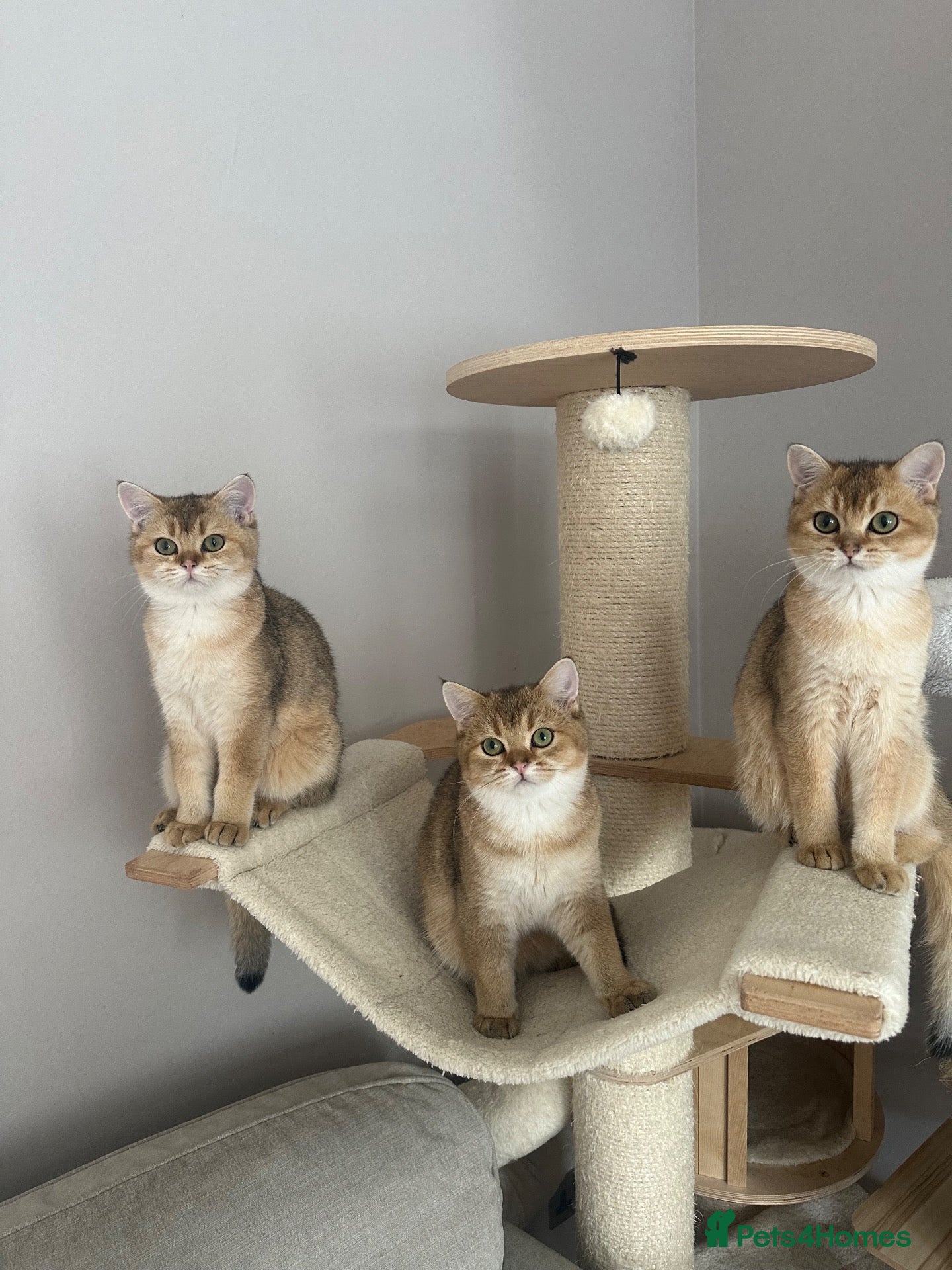 British Shorthair cats BSH Golden shaded kittens, pure breed! Ready now - Advert 1