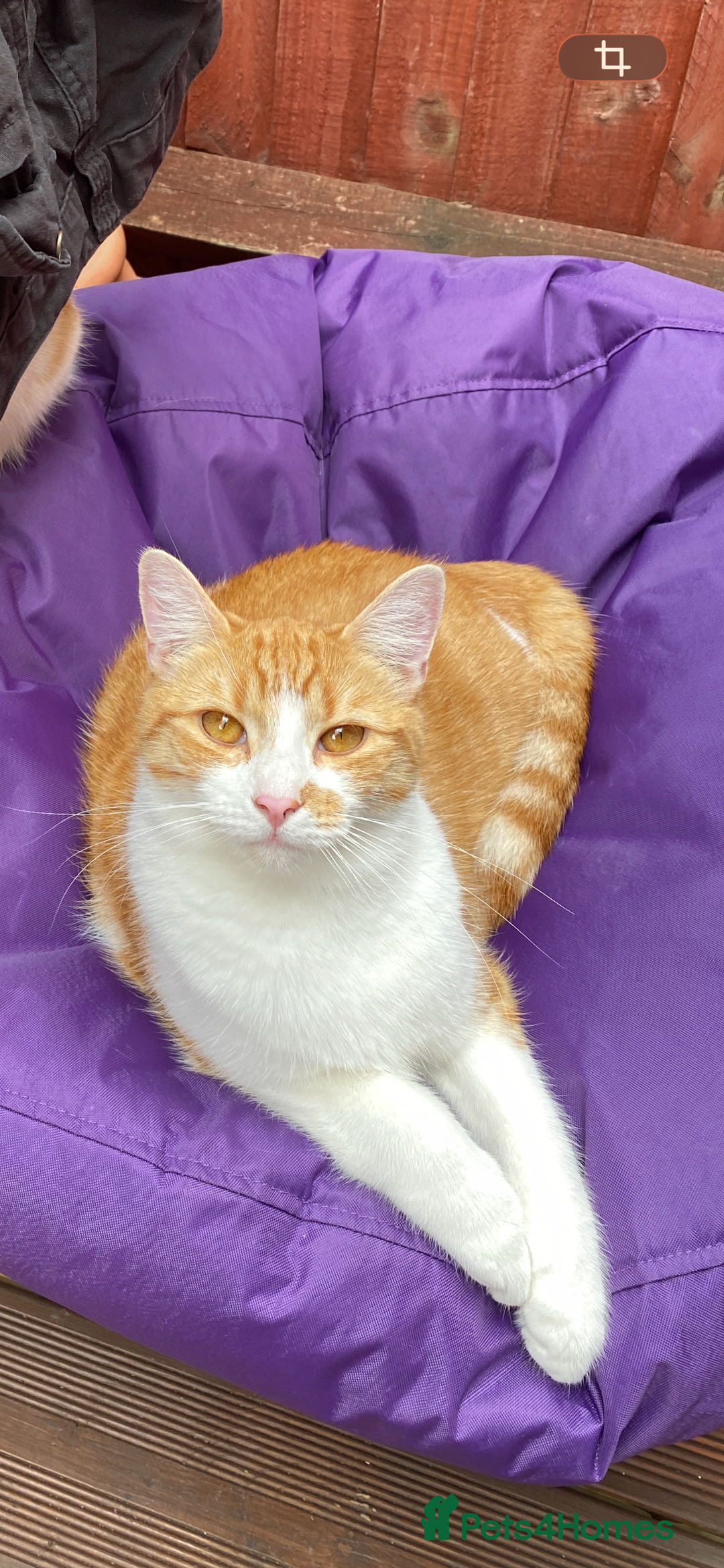 Mixed Breed cats for sale: Stumpy  - Advert 2