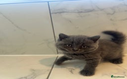 British Shorthair cats for sale: British shorthair kittens  - Image 9