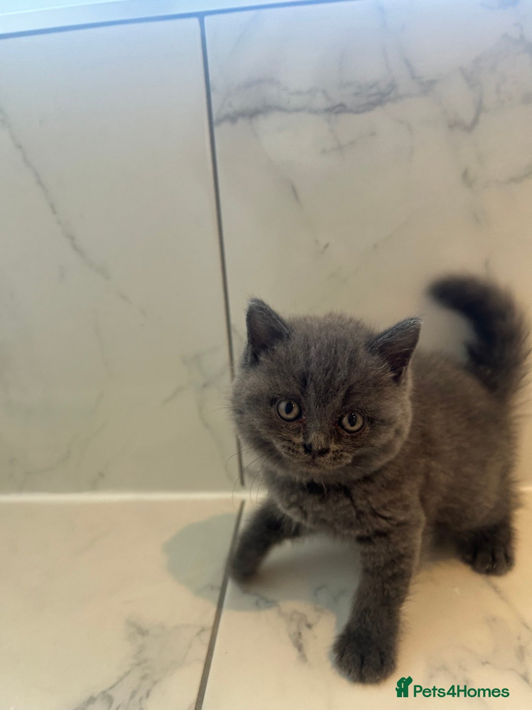 British Shorthair cats for sale: British shorthair kittens  - Image 9