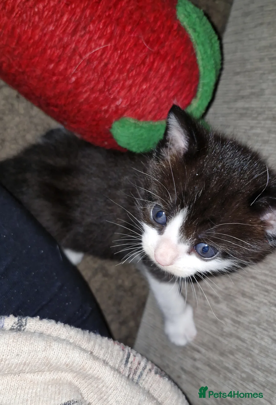 Mixed Breed cats for sale: Tuxedo Boy For Sale - Advert 9