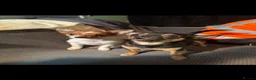 Chihuahua dogs for sale: Chihuahua puppies  - Advert 8