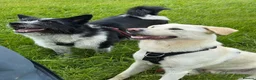 Mixed Breed dogs for adoption: Bobby – Labrador Retriever Mix - Advert 5