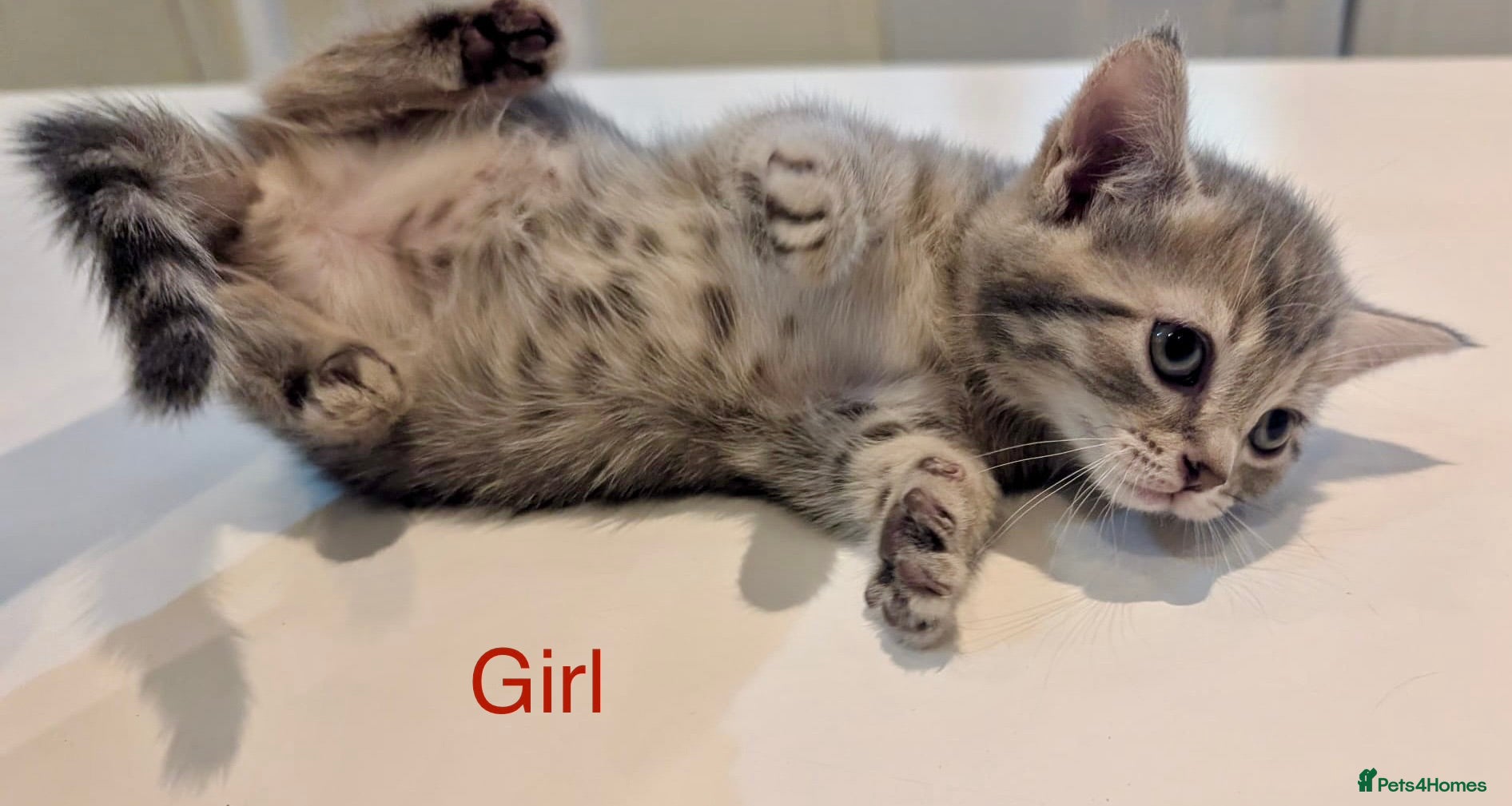 Shorthaired Scottish straight Kitten 2