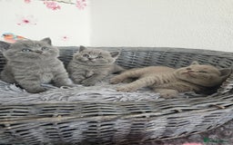 British Shorthair cats for sale: British Shorthair kittens  - Image 12