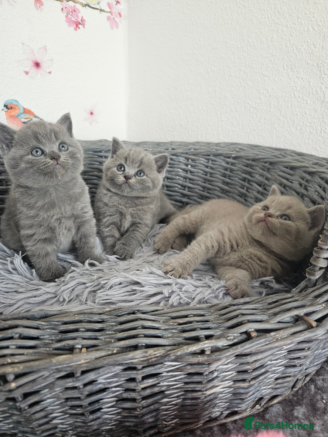 British Shorthair cats for sale: British Shorthair kittens  - Image 12