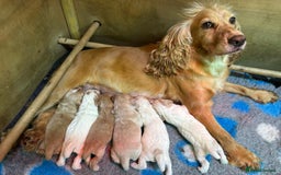 Cocker Spaniel dogs for stud: Shug - Fully Health Tested Gold WCS Stud - Image 4