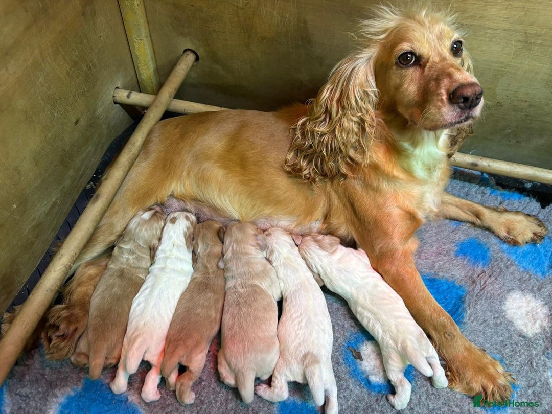 Cocker Spaniel dogs for stud: Shug - Fully Health Tested Gold WCS Stud - Image 4