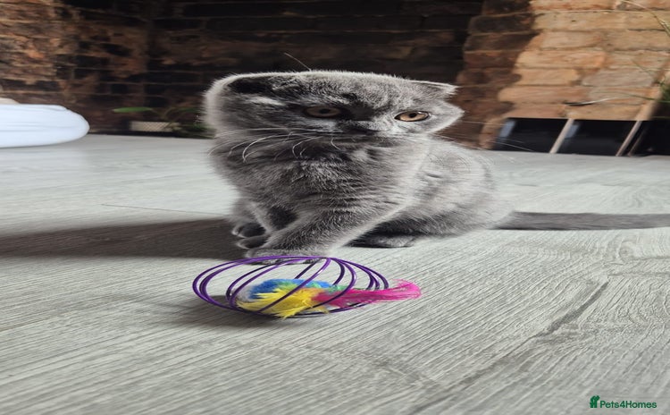 Scottish Fold cats - Advert 5