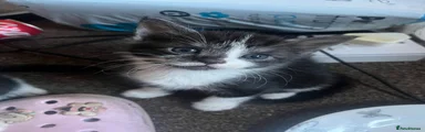 Norwegian Forest Cat 1