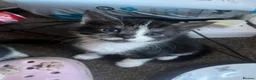 Norwegian Forest Cat cats for sale: 5 beautiful norwegian forest kittens  - Advert 6