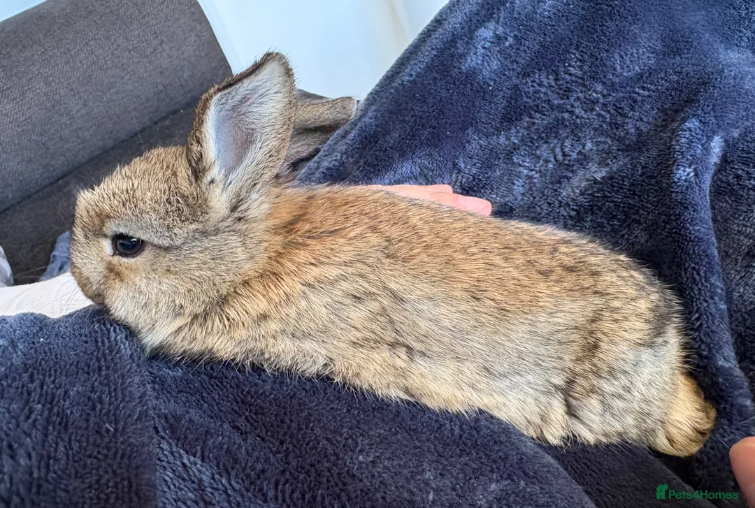 Mini Lop rabbits for sale: Pure bred mini lop bunnies - Advert 24