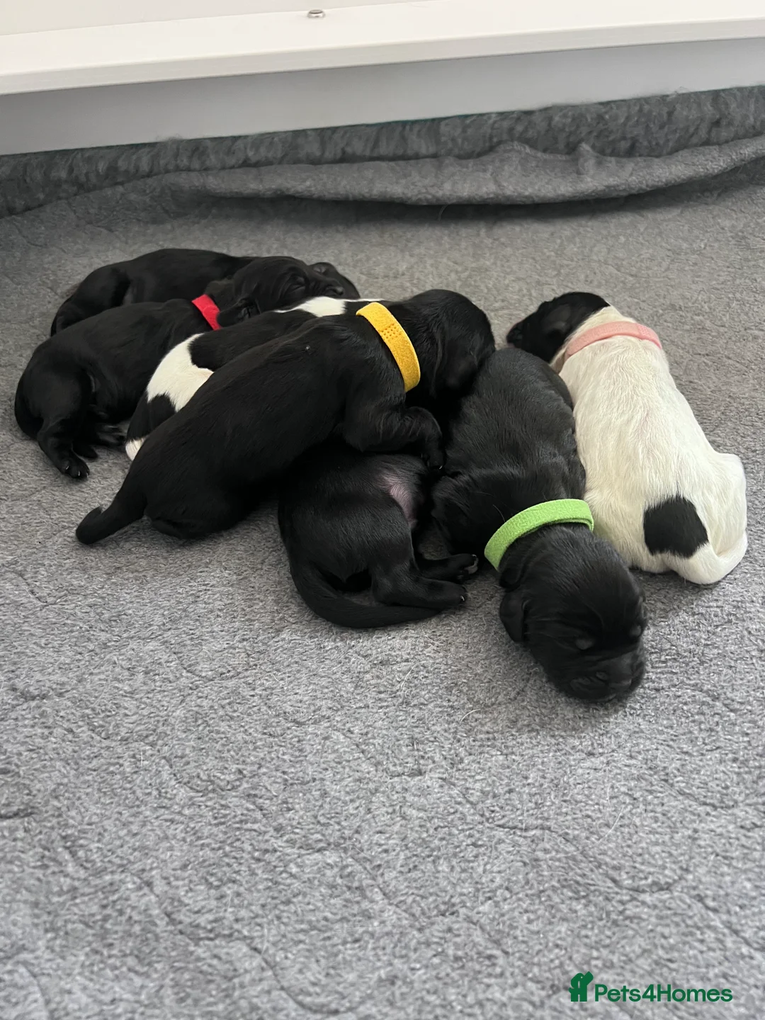 Sprocker dogs for sale: Adorable Sprocker Spaniel puppies Leeds - Advert 4