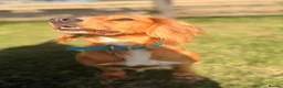 Cocker Spaniel dogs for adoption: Kairo the Gorgeous Goofy Golden Boy - Advert 5