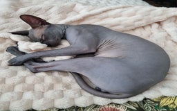 Sphynx cats for sale: Sphynx kitten for loving home  in Stoke-on-Trent - Image 14