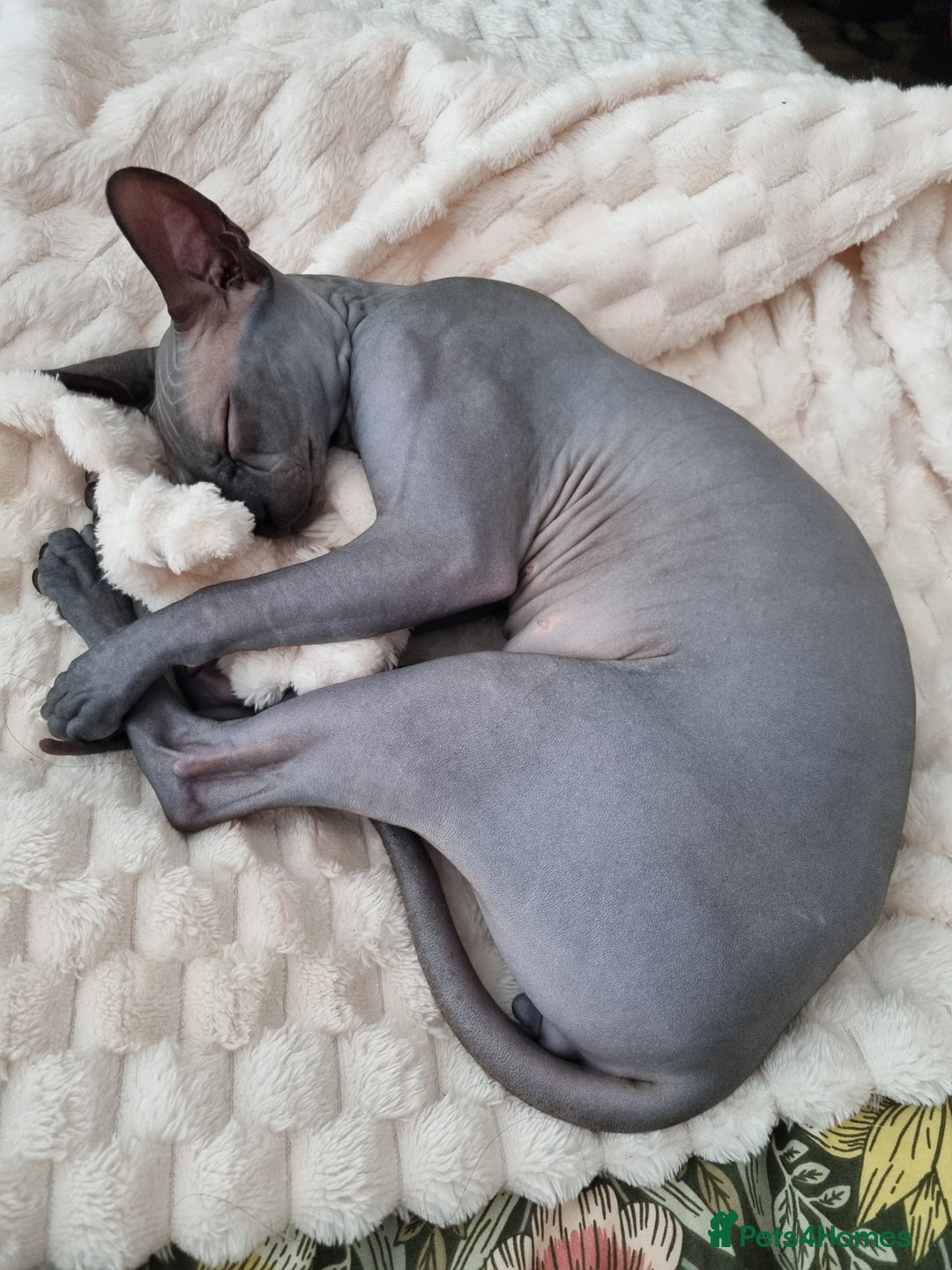 Sphynx cats for sale: Sphynx kitten for loving home  in Stoke-on-Trent - Image 14