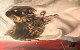 Savannah cats for sale: Stunning F3 Savannahs - Image 2