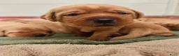 Labrador Retriever dogs for sale: Beautiful KC Registered Fox Red Labrador Puppies - Advert 9