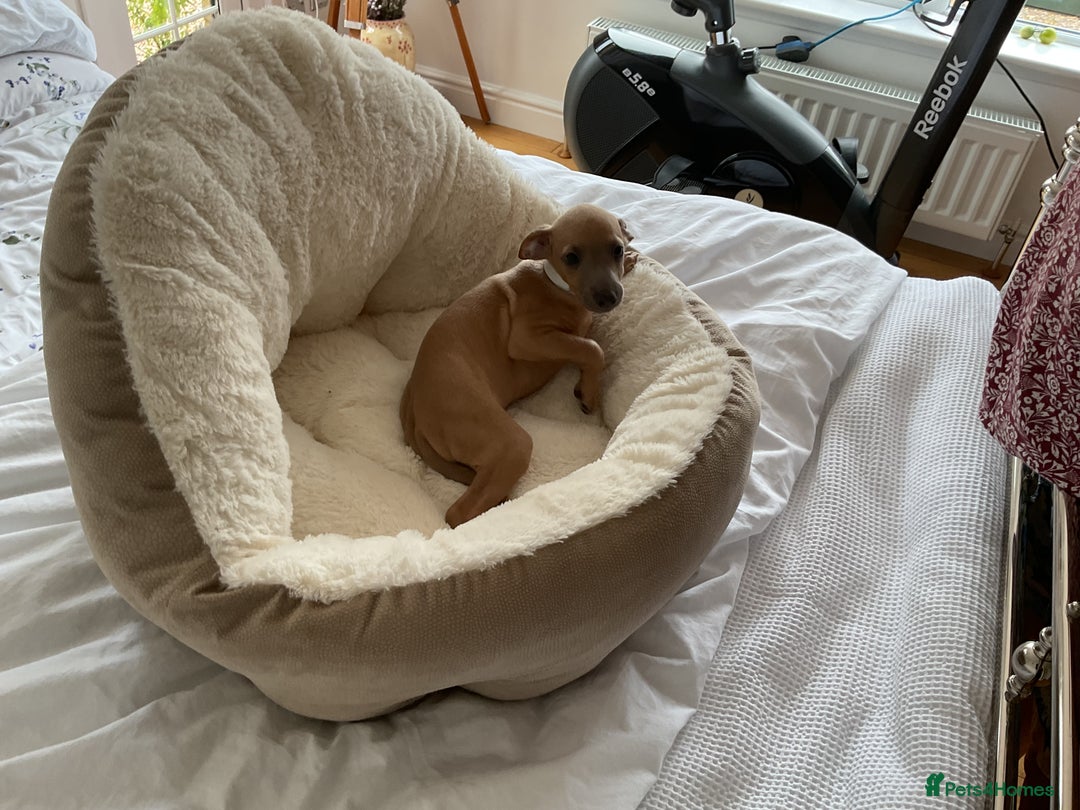 Italian Greyhound dogs for sale:  Beautiful Italian greyhound puppies  - Image 26