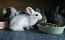 Mini Lop rabbits for sale: Mini Rex x Mini Lop - Image 4
