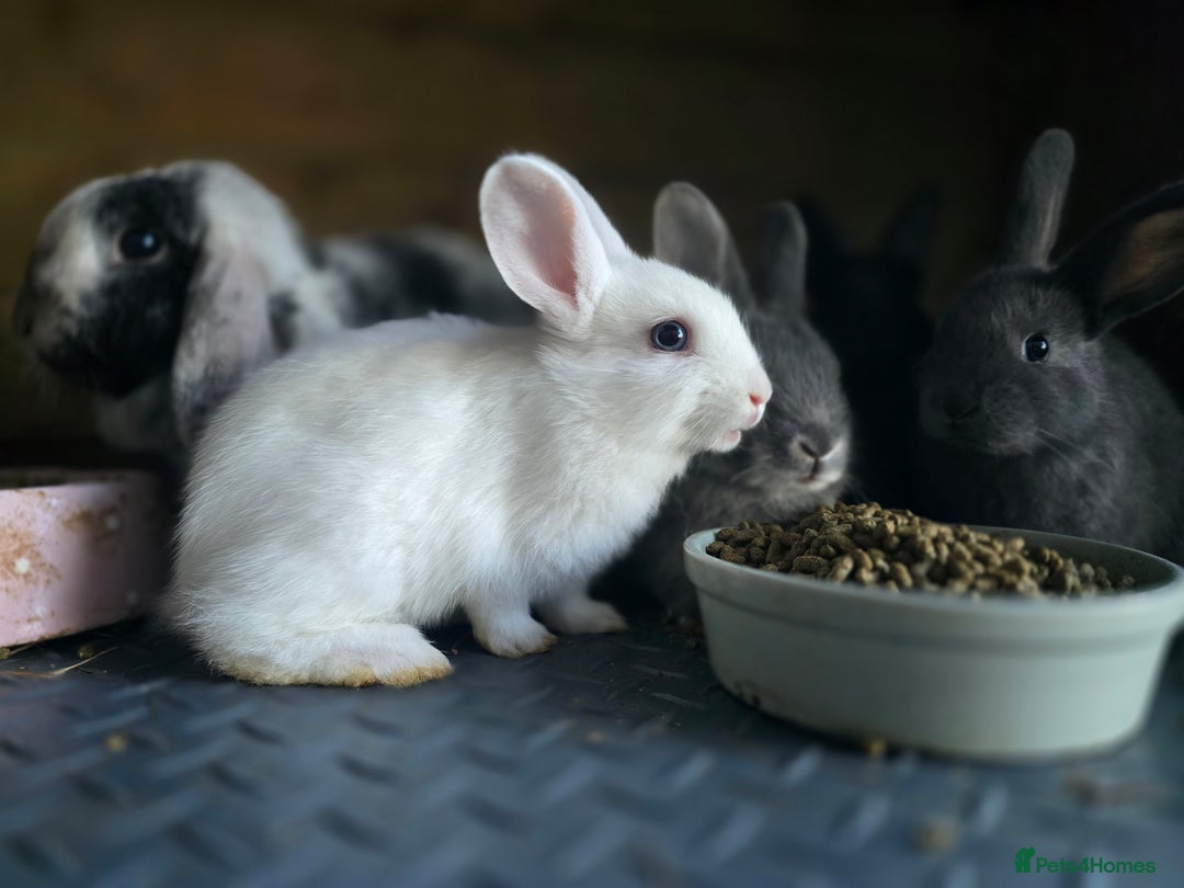 Mini Lop rabbits for sale: Mini Rex x Mini Lop - Image 4