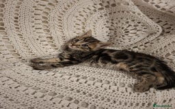 British Shorthair cats for sale: beautiful kittens available to pick up - Image 11
