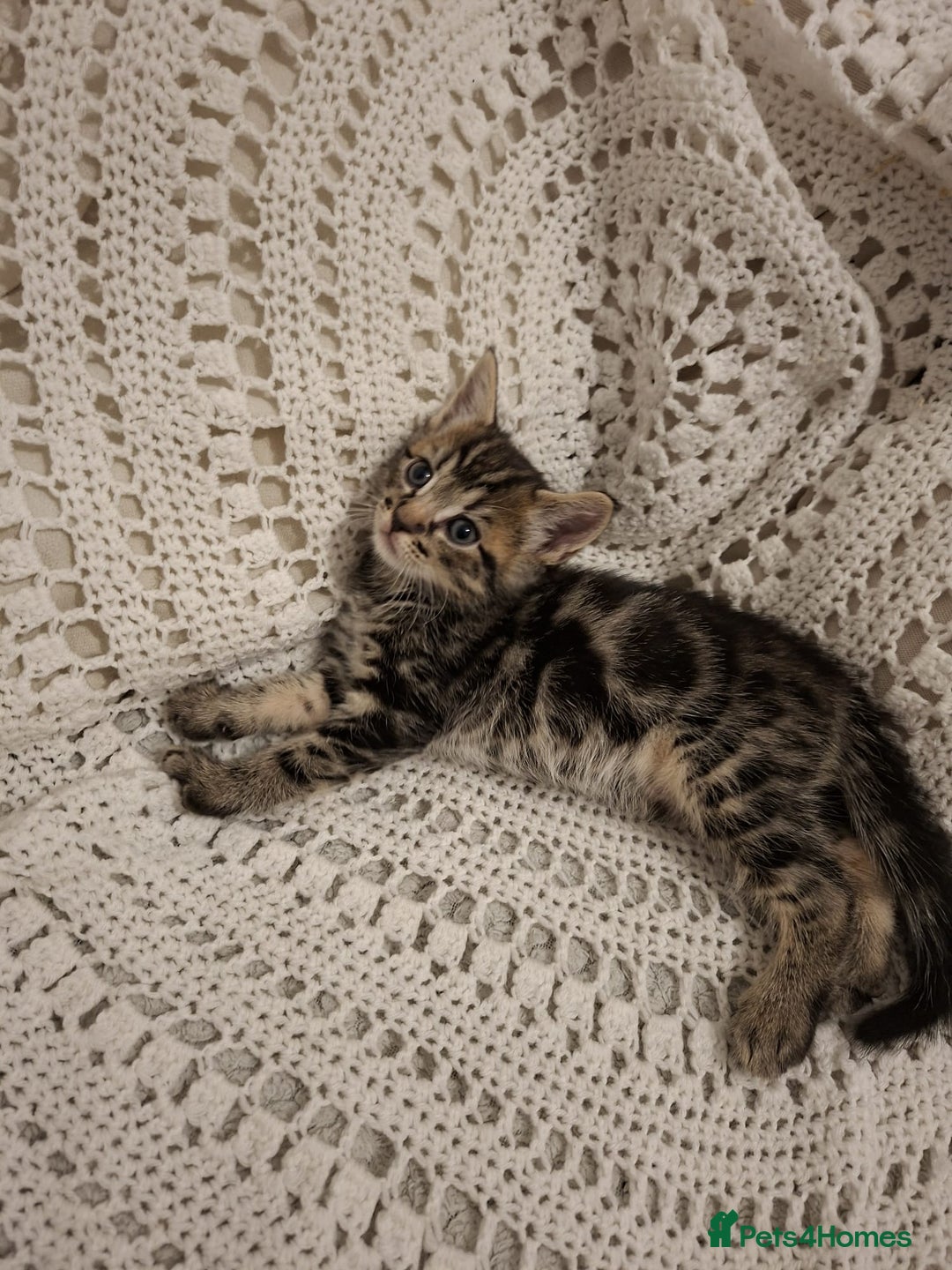 British Shorthair cats for sale: beautiful kittens available to pick up - Image 11