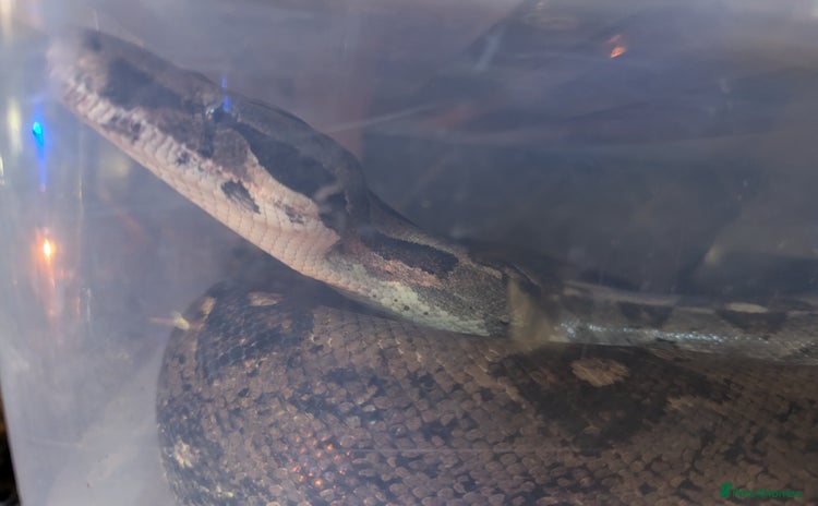 Boa Snake reptiles - Advert 11