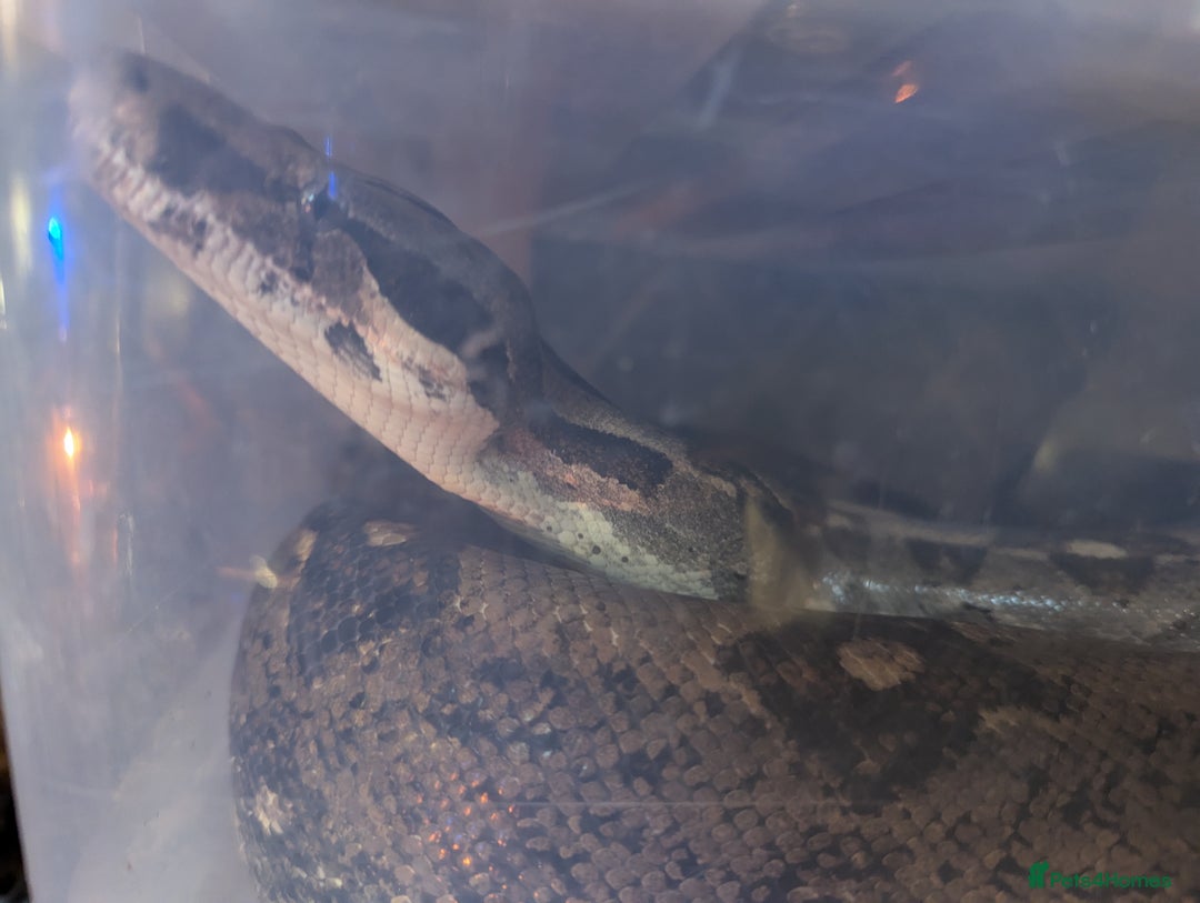 Boa Snake reptiles for sale: 3 beautiful Boa constrictors  - Image 1
