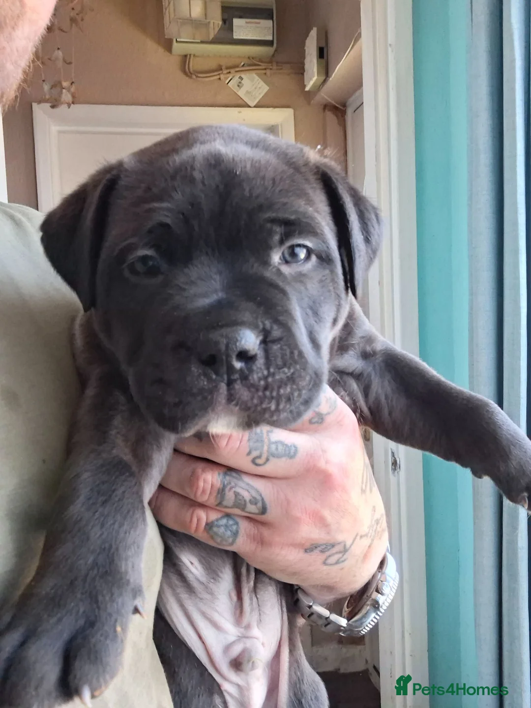 Mixed Breed dogs for sale: American bulldog cross doge de bordeaux  in Newbury - Advert 15
