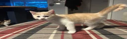 Mixed Breed cats for sale: British shorthair mix kittens - Advert 3